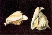 Napoletano, Filippo Two Shells China oil painting reproduction